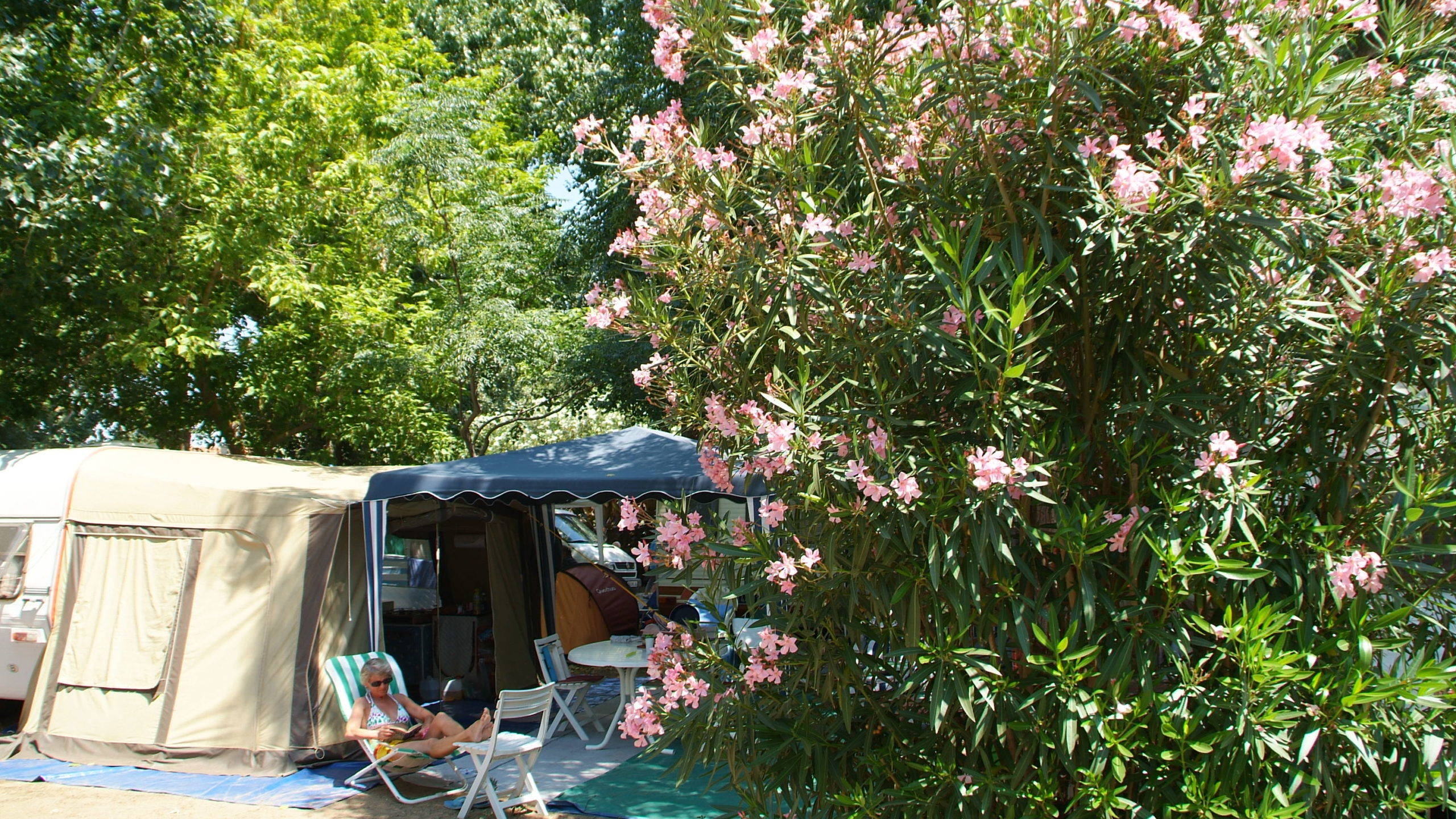 Camping avec caravane et buisson fleuri.