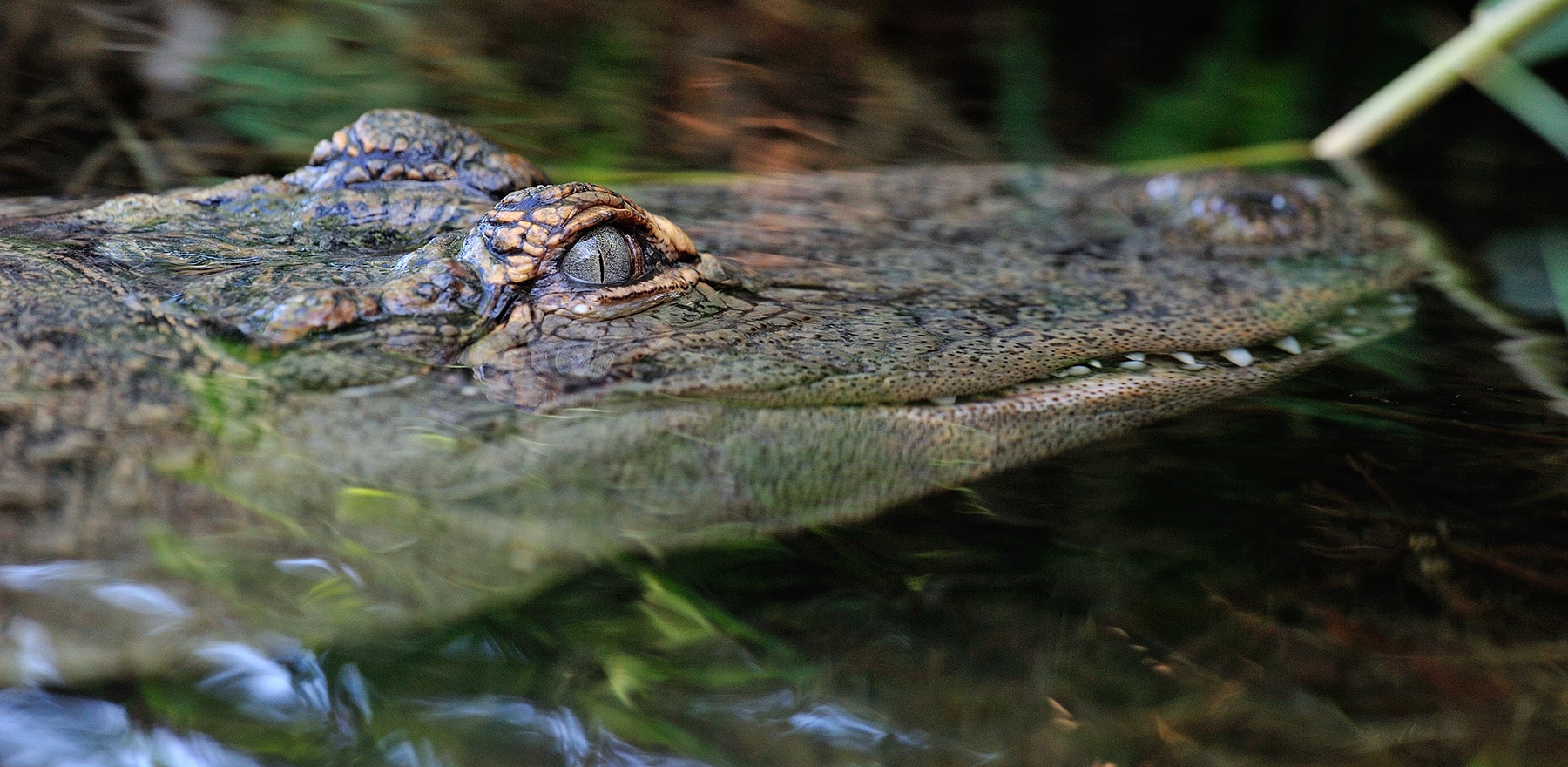 Krokodil, das teilweise in Wasser eingetaucht ist.