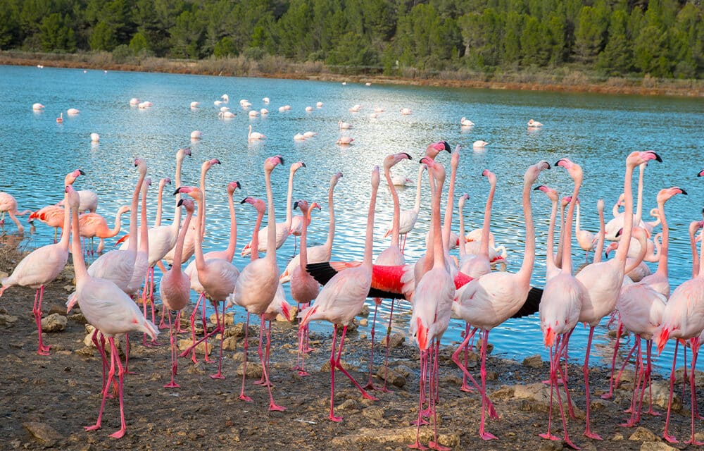 Eine Gruppe von Flamingos am Ufer eines Sees.