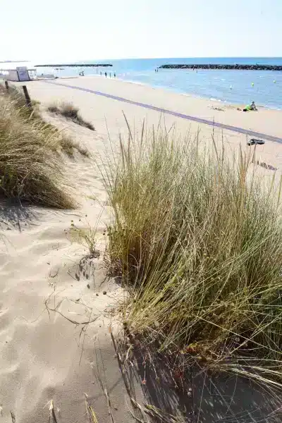 Plage de sable avec végétation côtière.