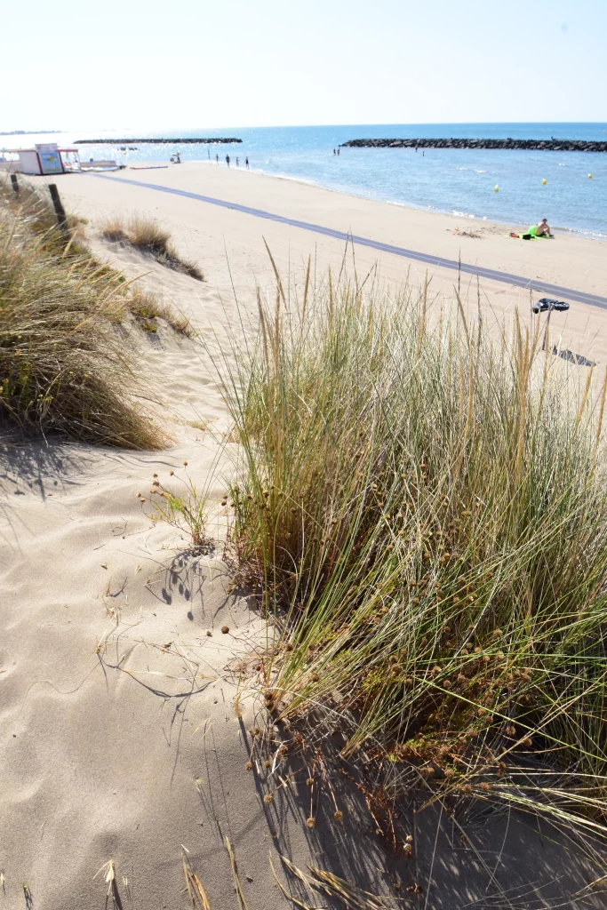 Plage de sable avec végétation côtière.