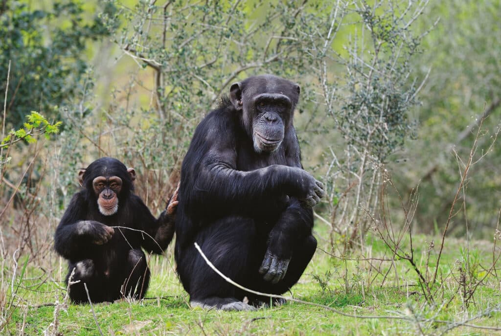 Zwei Schimpansen sitzen in der Natur.