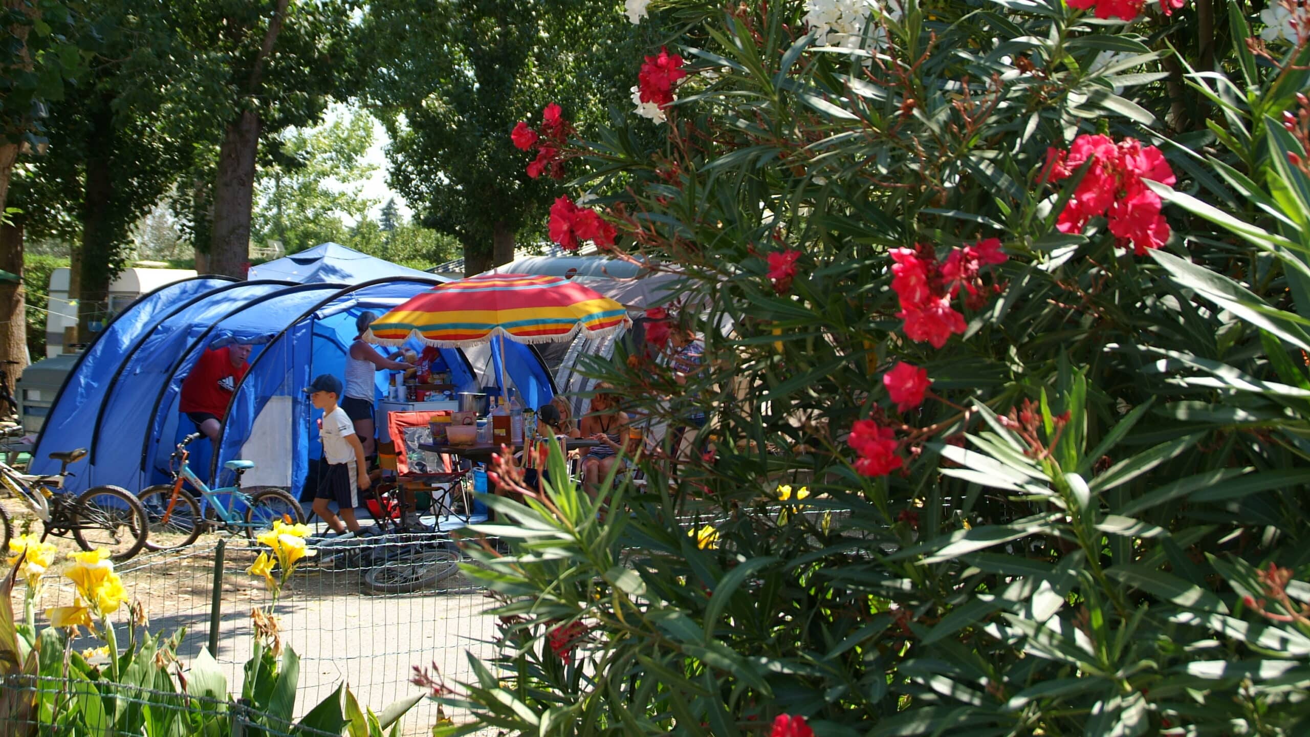 Camping sous tentes bleues avec vélos et fleurs.