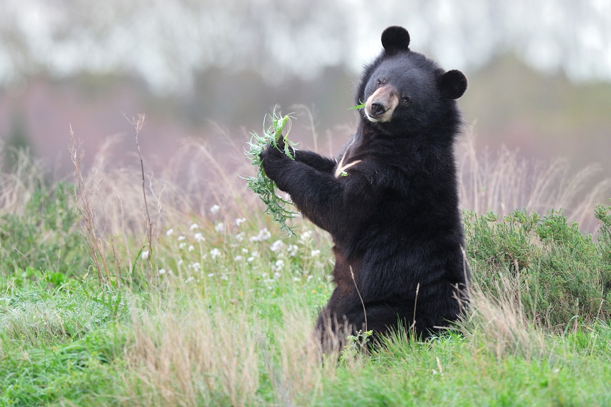 Schwarzbär frisst Gras auf der Wiese.