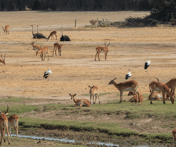 Antilopen und Vögel in einer Grasebene.
