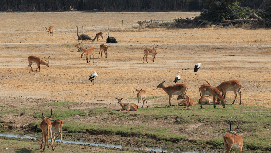 Antilopen und Vögel in einer Grasebene.