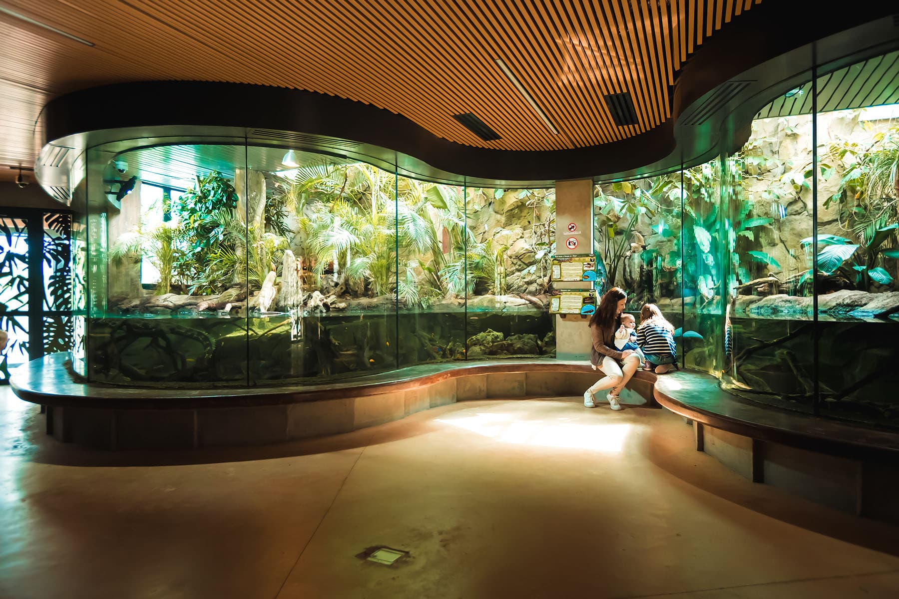 Familie beobachtet ein tropisches Aquarium.