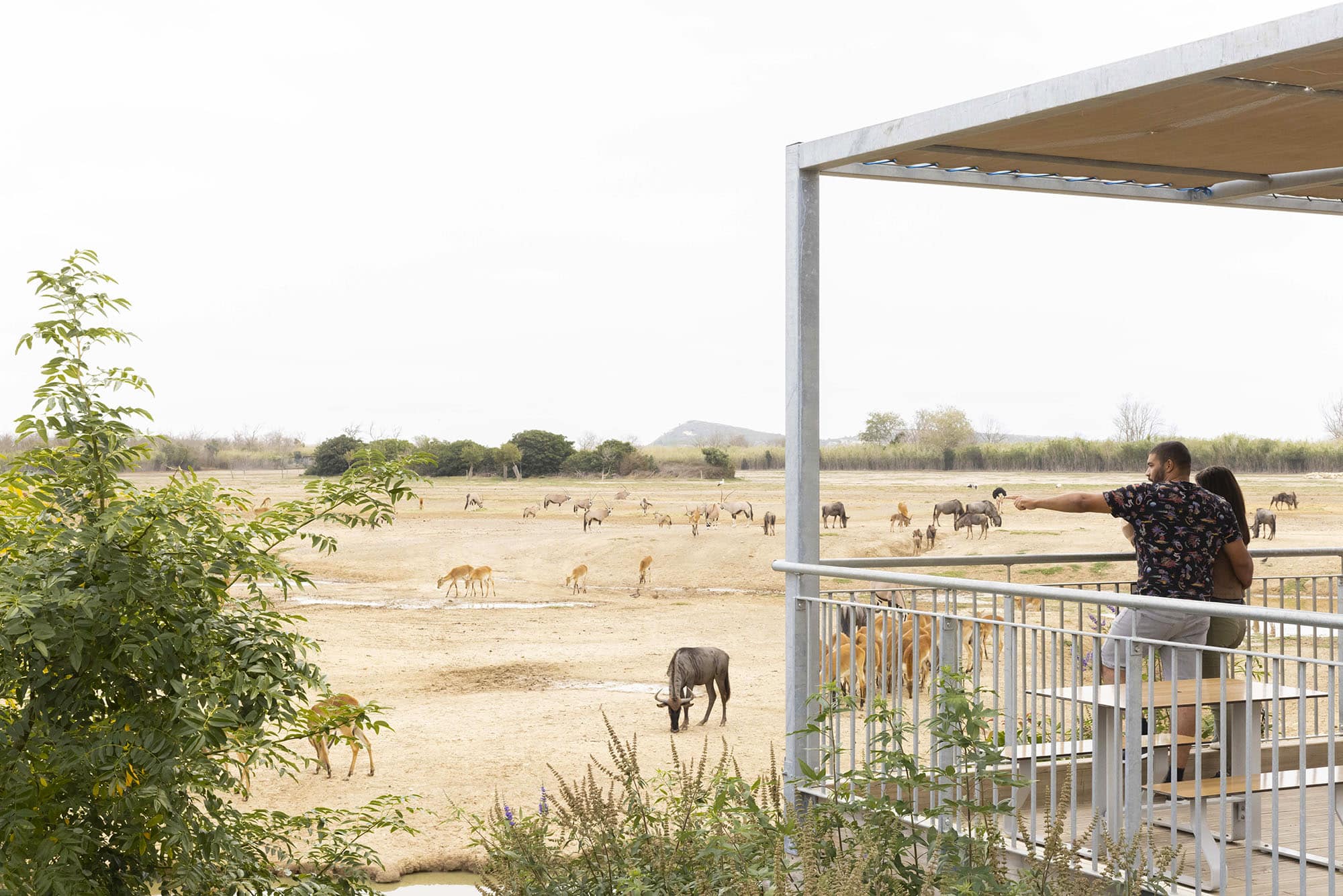 Paar beobachtet Tiere von der Terrasse aus.