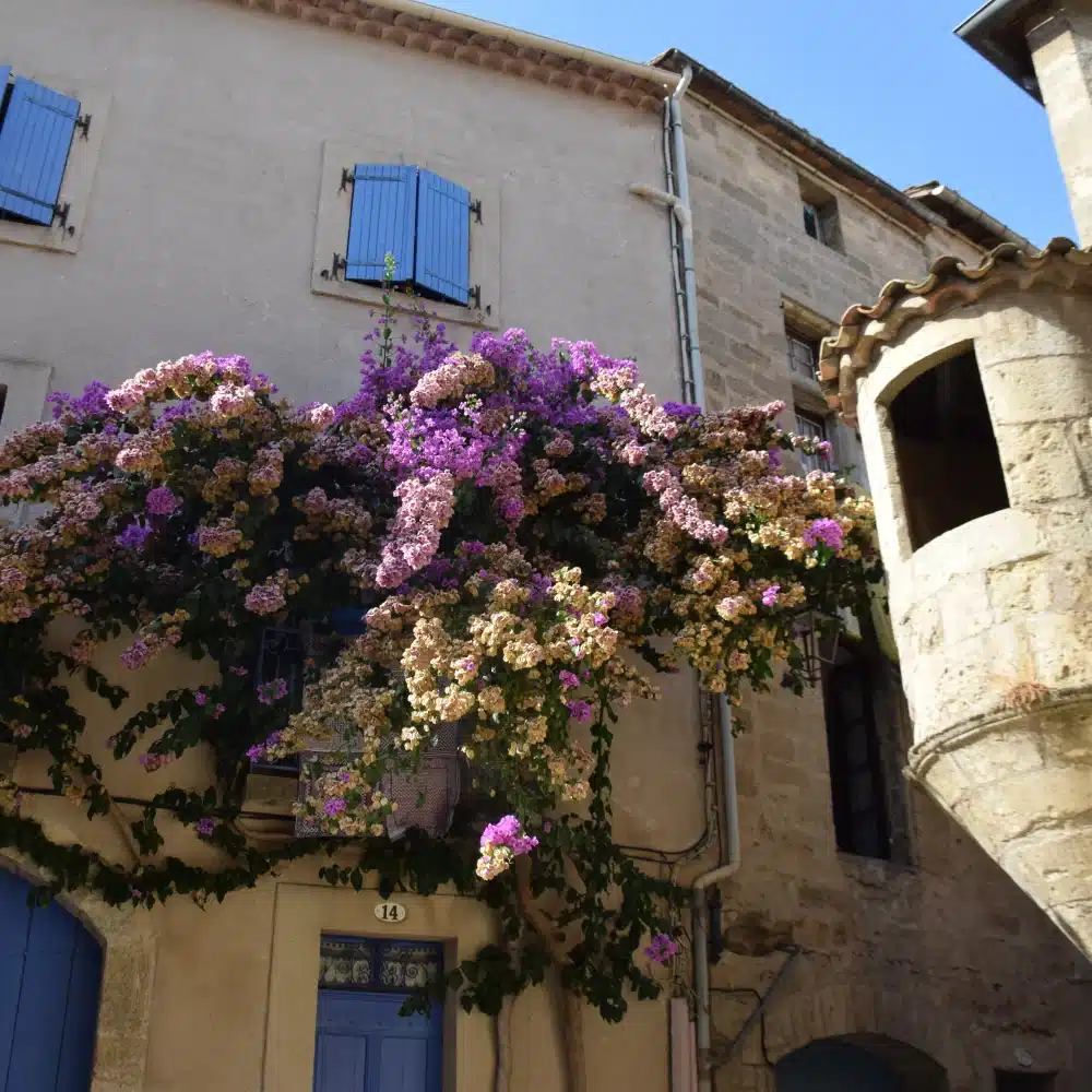 Fleur violette grimpant sur maison ancienne