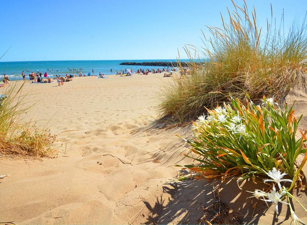 Plage ensoleillée avec dunes et fleurs.