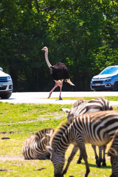 Zebra und Strauß in der Nähe von Autos.