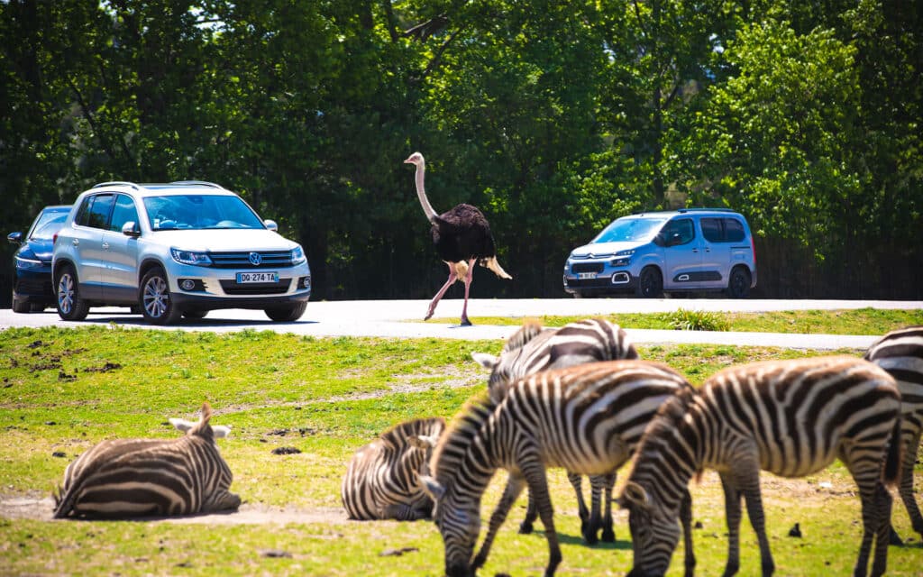 Zebra und Strauß in der Nähe von Autos.