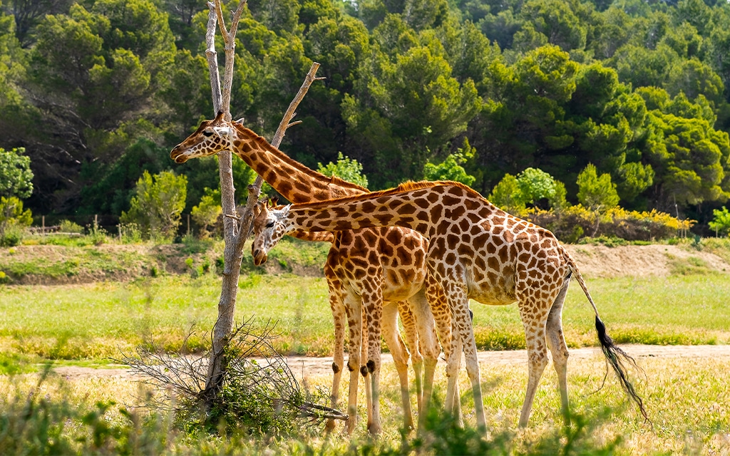 Deux girafes broutent dans un parc verdoyant.