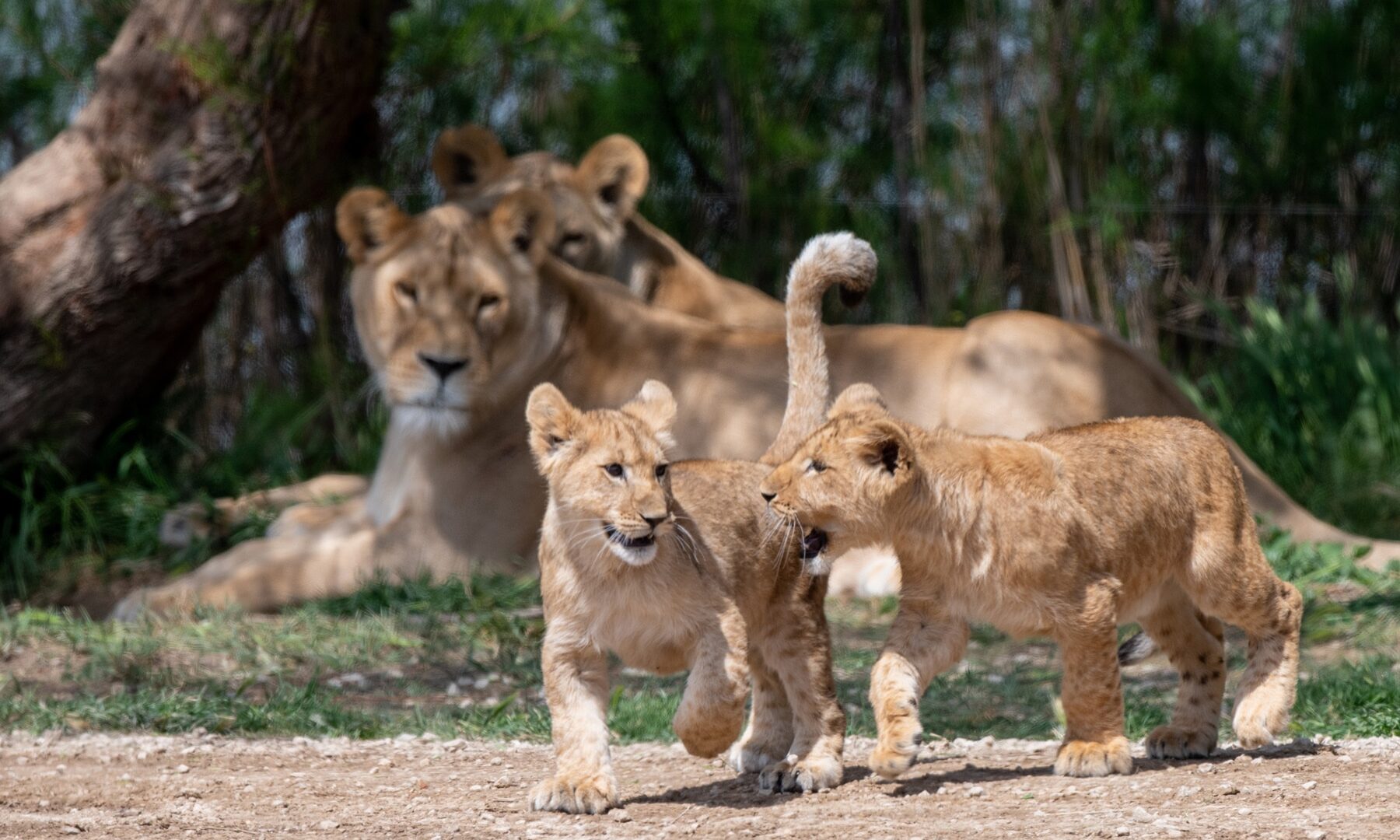 Lionnes et lionceaux jouant dans la savane.