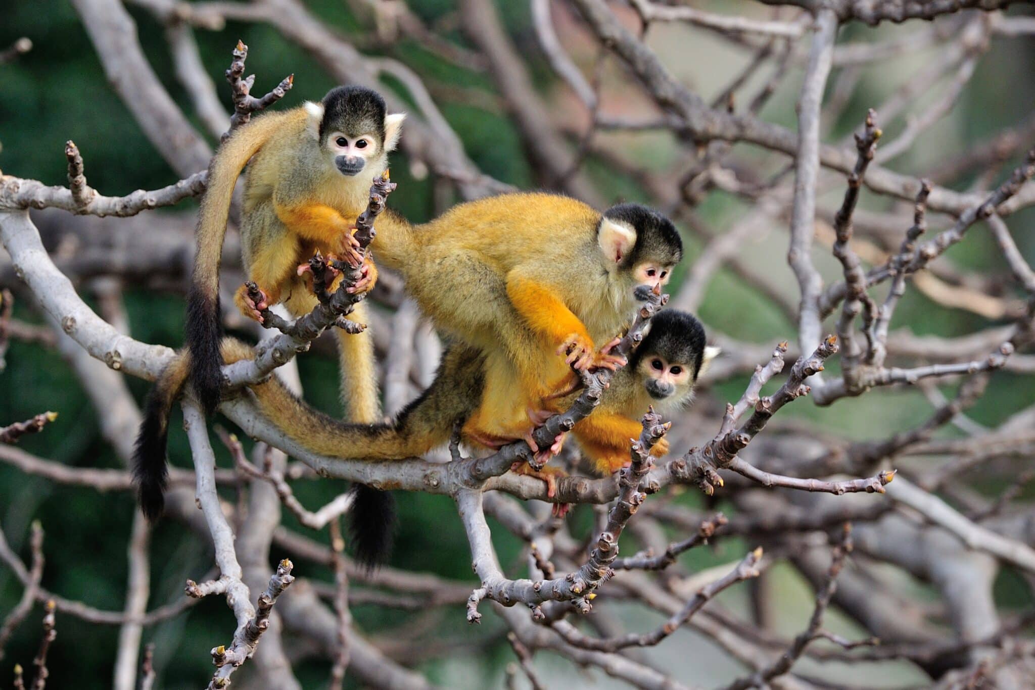 Drei Eichhörnchenaffen auf Ästen.