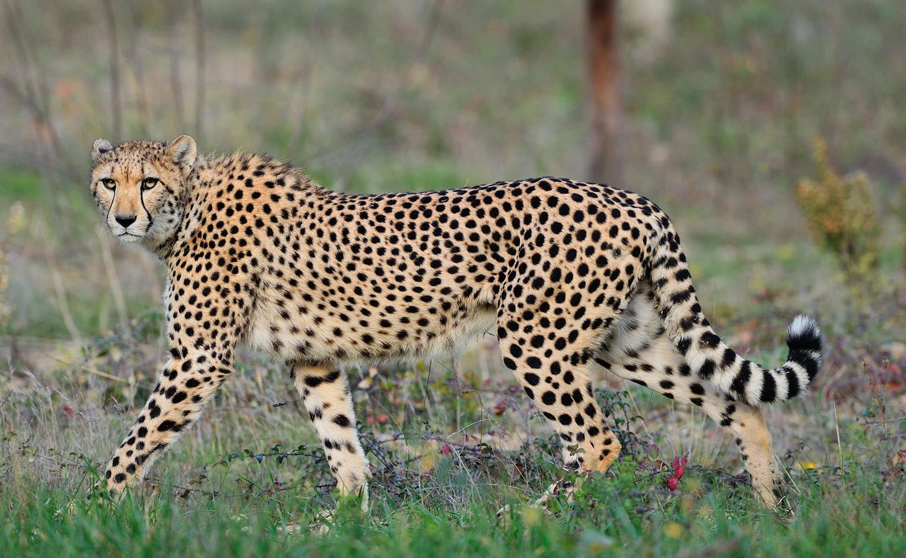 Gepard in der afrikanischen Savanne, Blick von der Seite.
