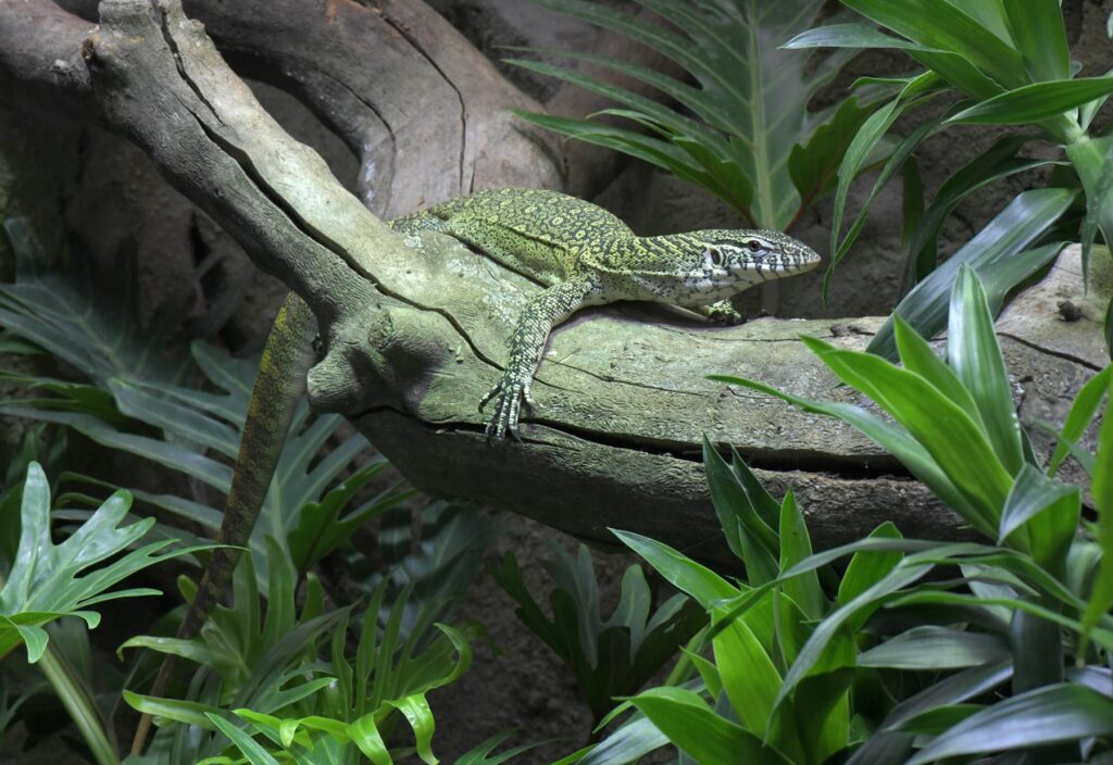 Eine Eidechse auf einem Ast im Dschungel.