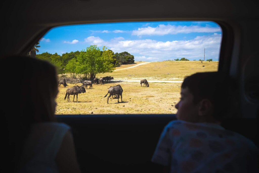Kinder beobachten Gnus aus dem Fenster eines Autos.